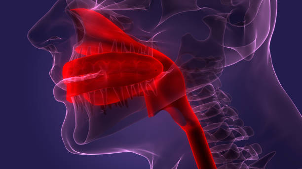 istock Human Digestive System Mouth Anatomy 1384274400