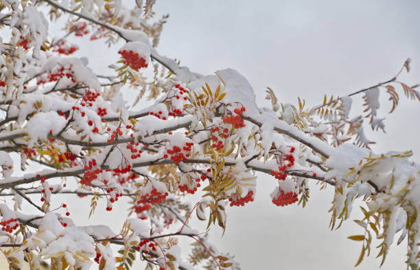 istock Autumn mountain ash in the snow 1384275814
