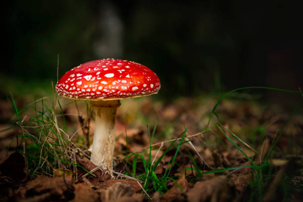 istock Amanita mushroom 1384276199