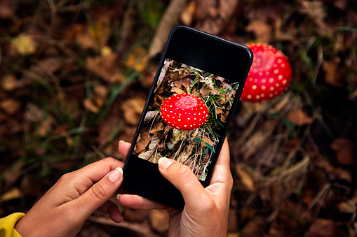 Female hands taking a picture to a mushroom