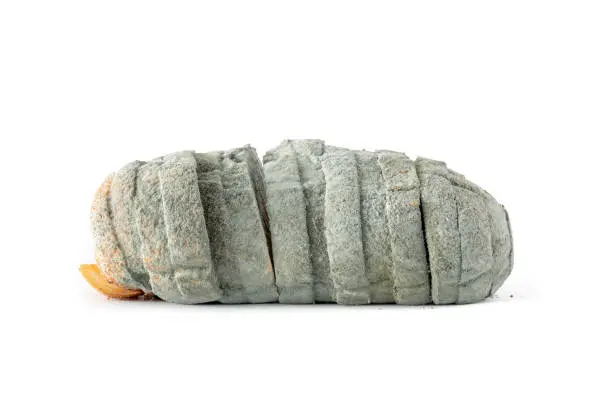Entire loaf of bread covered with fuzzy green, blue or greyish mold fungus spores or mildew. Concept for spoiled food, rotten bread or food safety. White background.