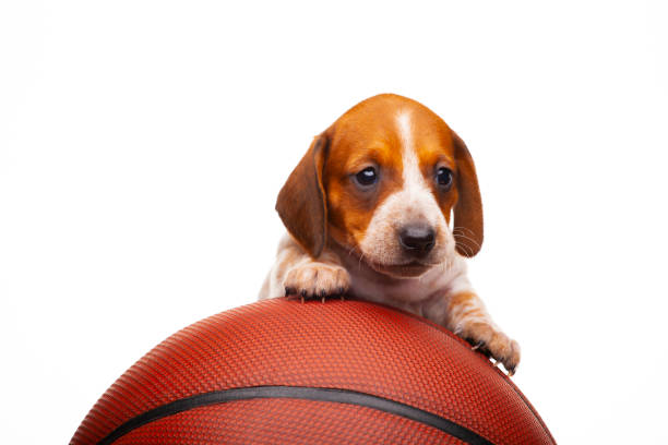 istock image of dog basketball white background 1384277208