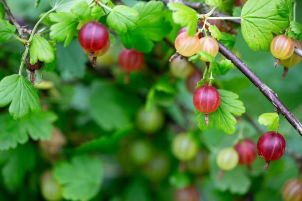 istock Ripe gooseberry hanging on branch macro photography 1384279708