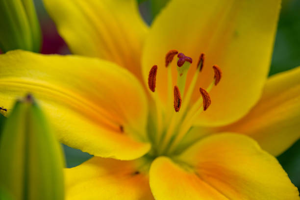 Yellow garden lily macro photography on a green background. Daylily flower with yellow petals close up photo in a summer day.