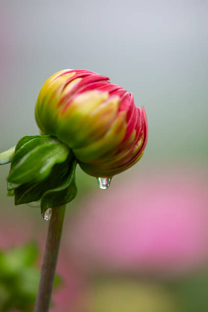 Red dahlia bud in summer day garden photography. Close red floral background macro photography.