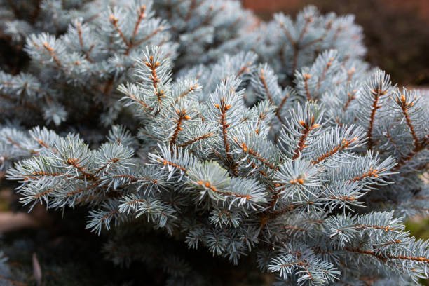 istock Conifer tree branches macro photogrpahy. 1384280264