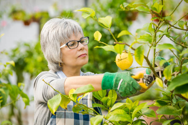istock Taking care of lemon tree 1384284291