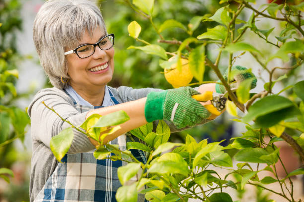 istock Taking care of lemon tree 1384284297