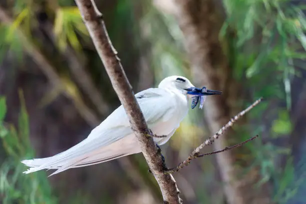 Photo of White Tern or Fairy Tern (Gygis alba) at Cousin Island, Seychelles, Indian Ocean, Africa