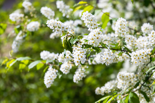 A bird-cherry tree in bloom. Prunus padus, known as bird cherry, hackberry, hagberry, or Mayday tree