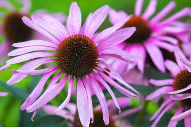 istock Macro photo of Echinacea purpurea 1384284924