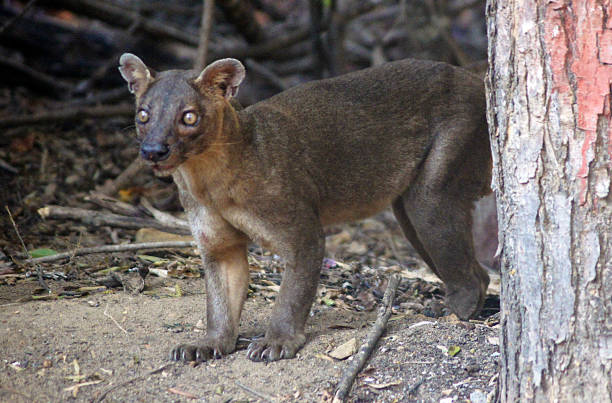 istock Pit, Cryptoprocta ferox, Kirindy forest, Madagascar 1384284952