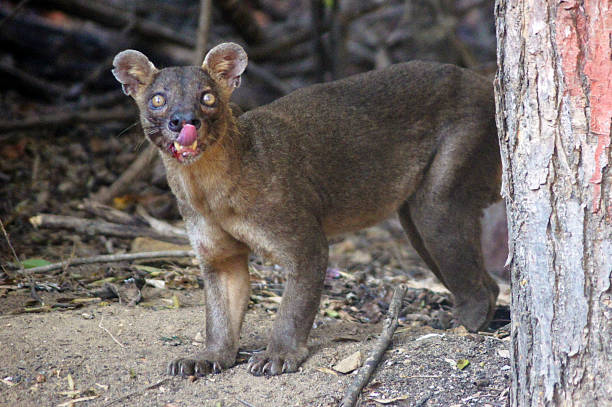 istock Pit, Cryptoprocta ferox, Kirindy forest, Madagascar 1384285562