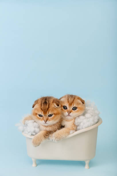 istock Two funny chinchilla kittens in the bathtub. 1384285662