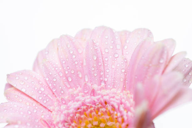 Still life of flowers on white background