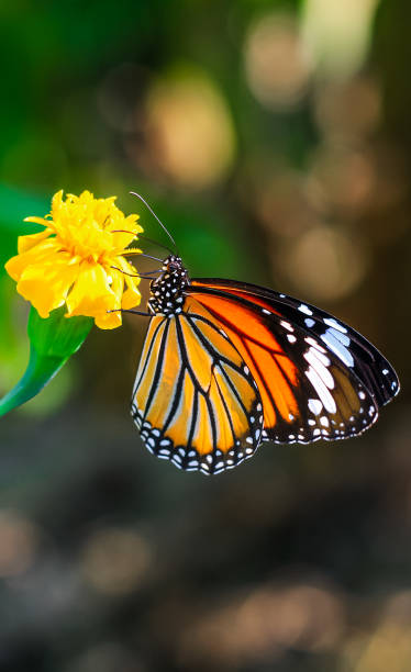 plain tiger está sentado na flor. danaus genutia, também conhecido como o tigre simples, rainha africana, ou monarca africano. borboleta tigre comum (borboleta danaus genutia) coletando néctar em uma flor. - print media fotos - fotografias e filmes do acervo