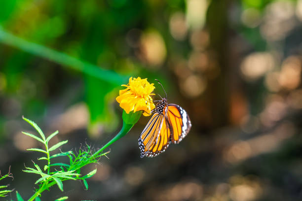 plain tiger está sentado na flor. danaus genutia, também conhecido como o tigre simples, rainha africana, ou monarca africano. borboleta tigre comum (borboleta danaus genutia) coletando néctar em uma flor. - print media fotos - fotografias e filmes do acervo