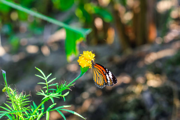 plain tiger está sentado na flor. danaus genutia, também conhecido como o tigre simples, rainha africana, ou monarca africano. borboleta tigre comum (borboleta danaus genutia) coletando néctar em uma flor. - print media fotos - fotografias e filmes do acervo