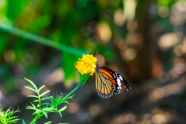 plain tiger está sentado na flor. danaus genutia, também conhecido como o tigre simples, rainha africana, ou monarca africano. borboleta tigre comum (borboleta danaus genutia) coletando néctar em uma flor. - print media fotos - fotografias e filmes do acervo