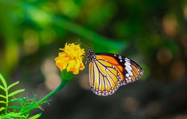 plain tiger está sentado na flor. danaus genutia, também conhecido como o tigre simples, rainha africana, ou monarca africano. borboleta tigre comum (borboleta danaus genutia) coletando néctar em uma flor. - print media fotos - fotografias e filmes do acervo