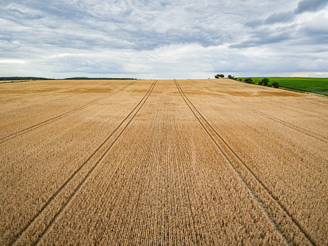 Rural landscape of ripe grain field, aerial perspective