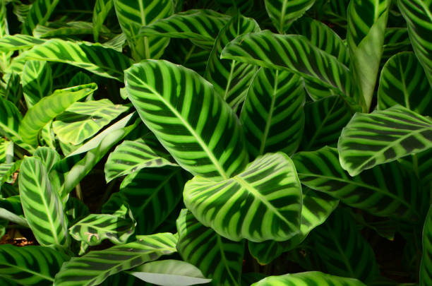 istock calathea zebrina 1384288297