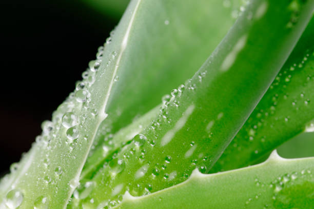 istock Green aloe vera plant with water drops 1384288438