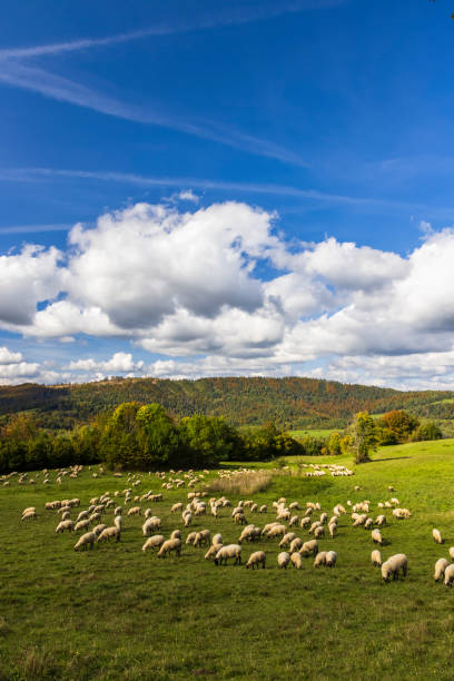 istock Sheep herd near Terchova, Mala Fatra, Slovakia 1384291046
