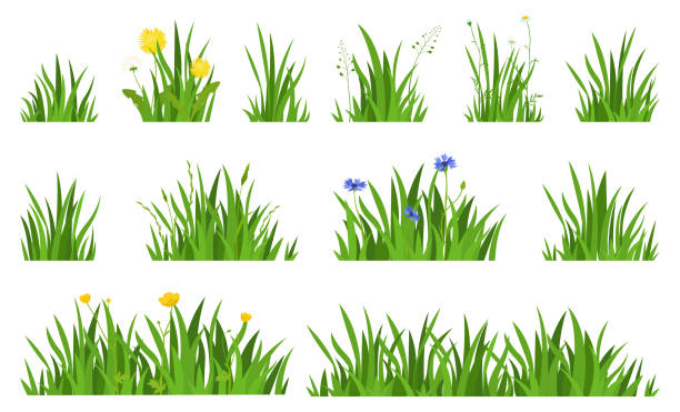 ilustraciones, imágenes clip art, dibujos animados e iconos de stock de colección césped verde natural con flores fondo horizontal vector plano ilustración - cut out flower freshness group of objects