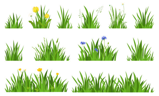 Collection natural green grass with flowers horizontal background vector flat illustration Collection natural green grass with flowers horizontal background vector flat illustration. Set ecology environment spring lawn landscape botanical element plants. Farming bio organic greenery bush illustrations stock illustrations