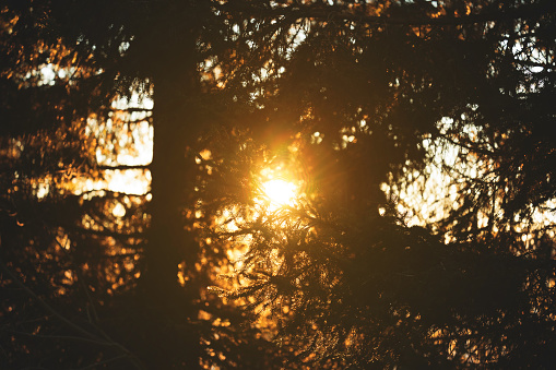 beautiful close up view of coniferous trees silhouettes backlit of orange by the light of the sun