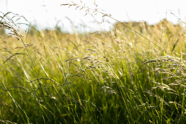istock close up view on a field with tall and uncut grass lit by the sunlight 1384295018