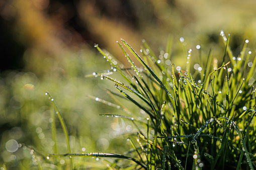 close up view of wet and green grass strings full of little water drops, backlit by the sunlight, abstract blurred background with bokeh effect and vibrant colors