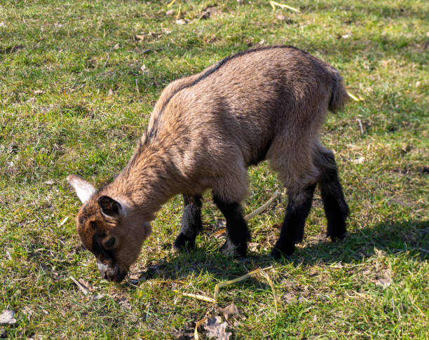 istock Baby goat in the field 1384295305
