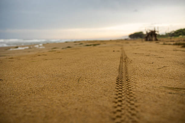 istock bicycle trace left on the sand at sunset as seen in diminishing perspective with cloudy weather 1384296467