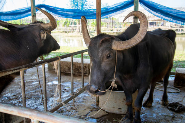 istock Asia water buffalo in farm from Thailand. 1384297714
