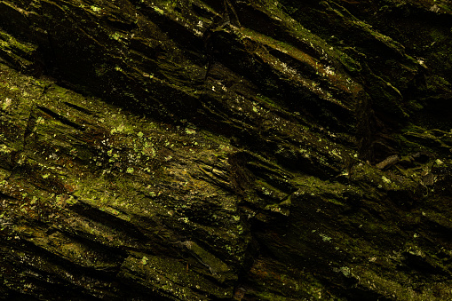 close up view of a wet rocky surface in the dark, covered with shades of black and green moss, nature background
