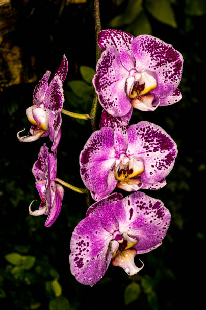 istock Purple and white Moon Orchids 1384303153
