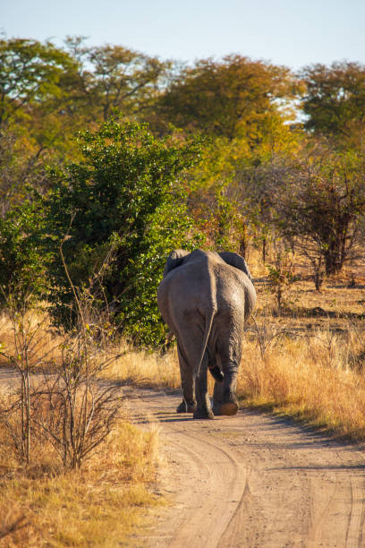 istock Large male elephant in the wild walking down road 1384303268