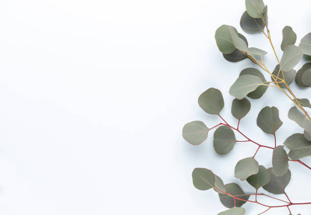 istock Eucalyptus composition. Pattern made of various colorful flowers on white background. Flat lay stiil life. 1384303292