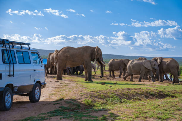 addo elephant park sudafrica, famiglia di elefanti in addo elephant park, elefanti che fanno il bagno in una piscina d'acqua - addo elephant national park foto e immagini stock