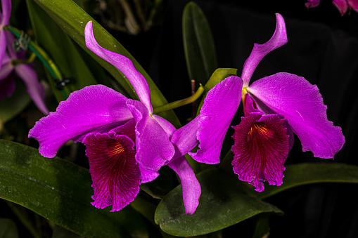 orchid in bloomorchid in bloom. Also known as cattleya labiata, cattleya orchid, autumn cattleya, ruby-lipped cattleya