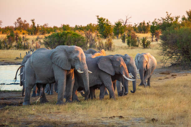 istock herd of African elephants leaving watering hole 1384304384