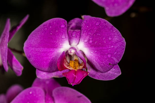 phalaenopsis de afrodite - 11194 - fotografias e filmes do acervo