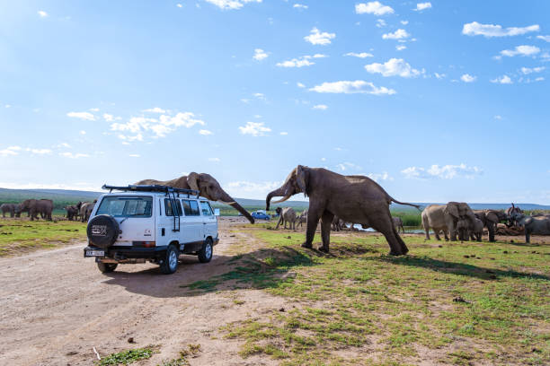 addo elephant park republika południowej afryki, rodzina słoni w parku słoni addo, słonie kąpiące się w basenie wodnym - addo south africa southern africa africa zdjęcia i obrazy z banku zdjęć