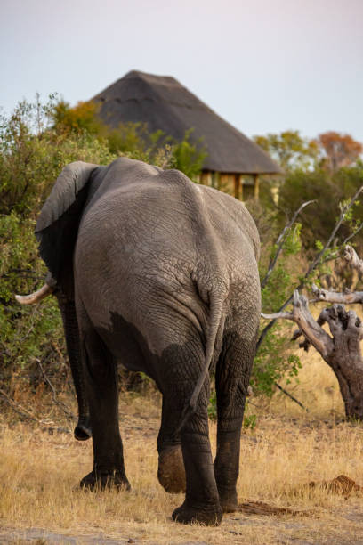 istock Large male elephant walking towards hut 1384305071