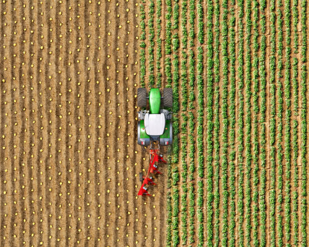 istock Top view on a tractor with a plow among the field, potato seeding process, tractor divides the field on different parts, 3d illustration 1384305118