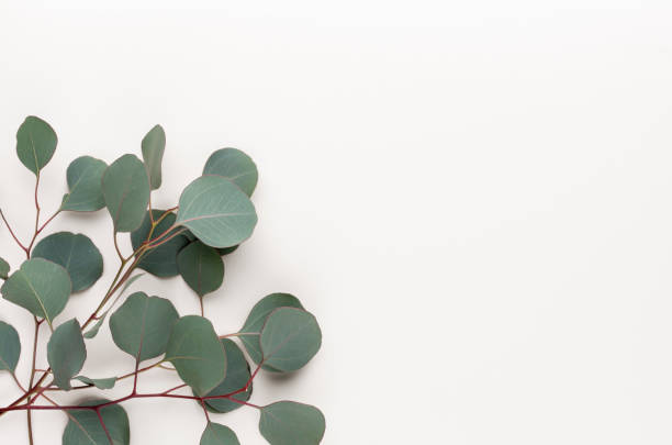 istock Eucalyptus composition. Pattern made of various colorful flowers on white background. Flat lay stiil life. 1384305239