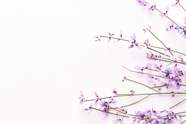 istock Flowers composition. Pink flowers on pink background. Easter, spring concept. Greeting card. 1384305360