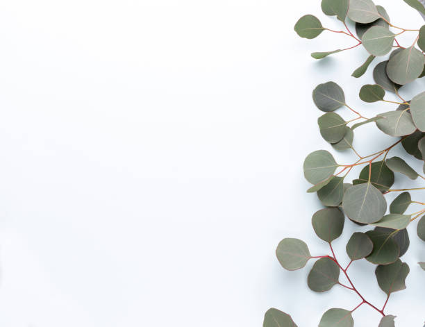 istock Eucalyptus composition. Pattern made of various colorful flowers on white background. Flat lay stiil life. 1384305400
